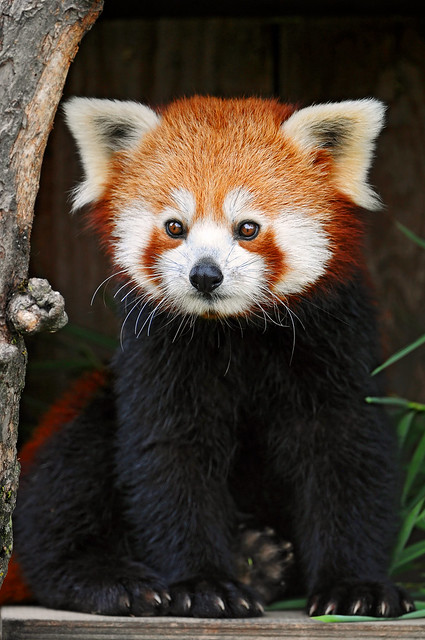 Red Panda Every Hour! (@redpandaeveryhr) on Twitter photo 