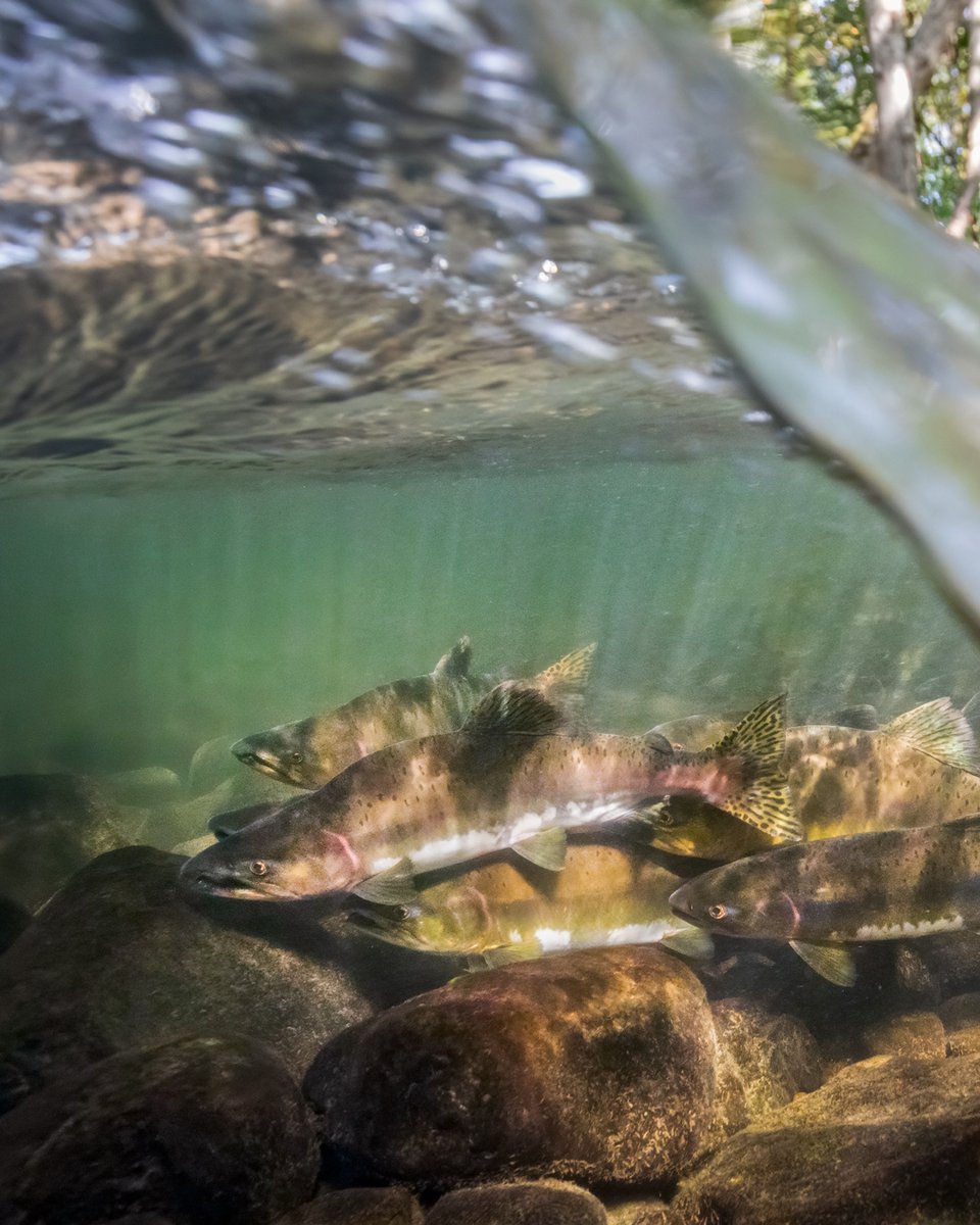 The CCPC tweet media