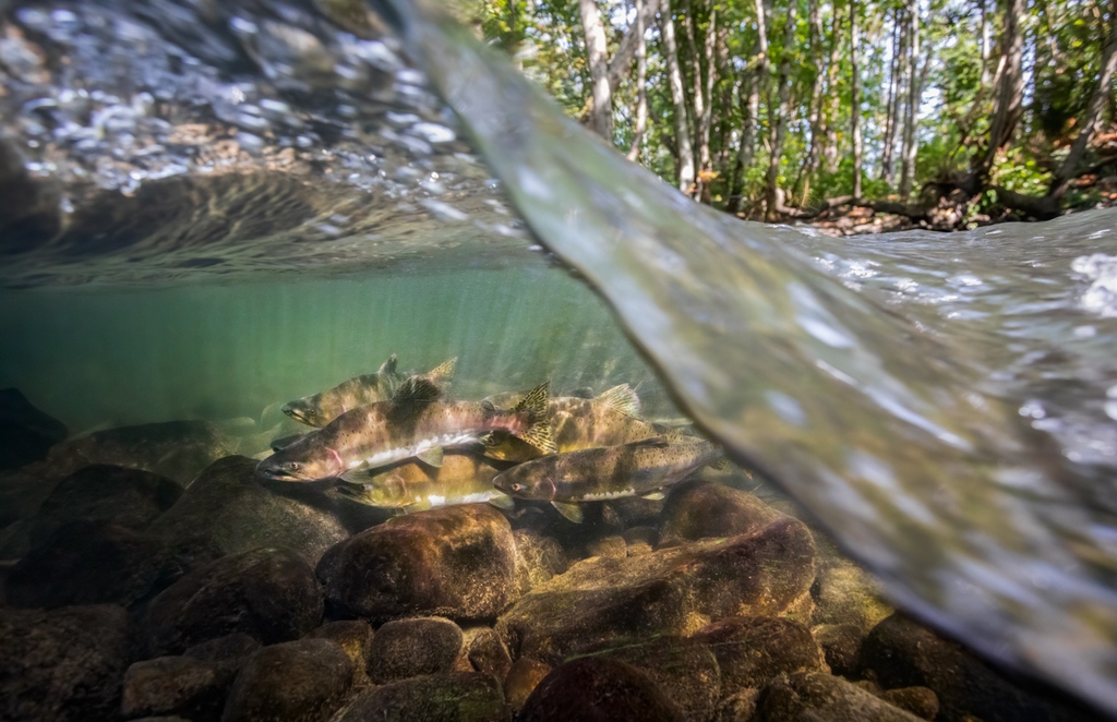 The CCPC tweet media