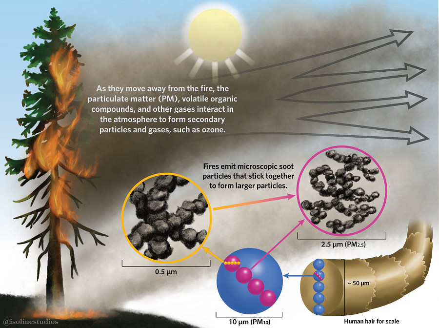 Wildfire smoke contains very small particles that can irritate the lungs when inhaled. The inflammation caused is often associated with:
•Sore throat
•Eye irritation
•Runny Nose
•Mild Cough
•Phlegm
•Wheezing
•Headaches

Learn more: ow.ly/etIv50PABIj