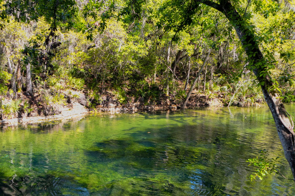 Blue Spring Adventures tweet media