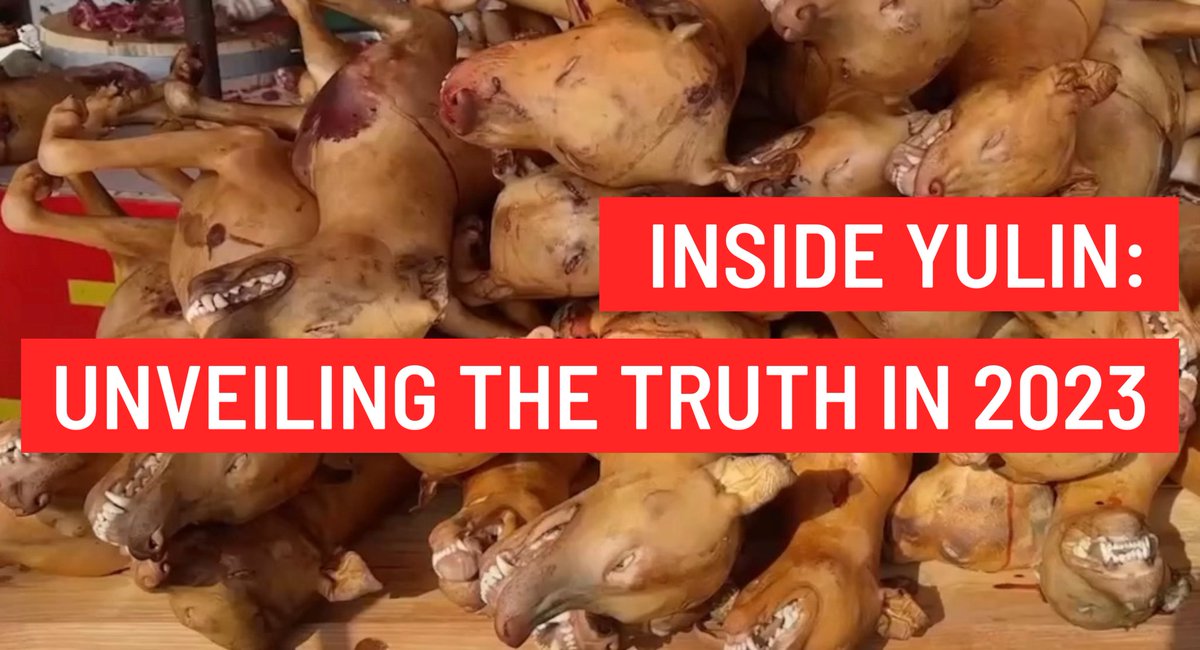 Hi ! We’ve made a little documentary about our time in #Yulin this year. You can check it out here ⬇️

youtu.be/dOVszLGUN-E?si…       #Yulindogmeatfestival #StopYulin #DogMeat #Dogmeattrade #Enddogmeattrade