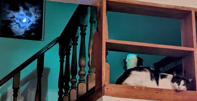 Luna Petunia https://t.co/UaQSOyzREX