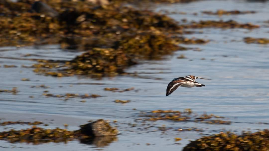 tonytriumph's tweet photo. @twitcherspotter There's a fair few on the North East Coast at the moment too https://t.co/9mJpECDtgj