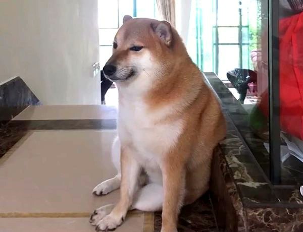 RT_com's tweet photo. Meme dog Cheems dies after battling leukemia https://t.co/iCYpVTSeaA