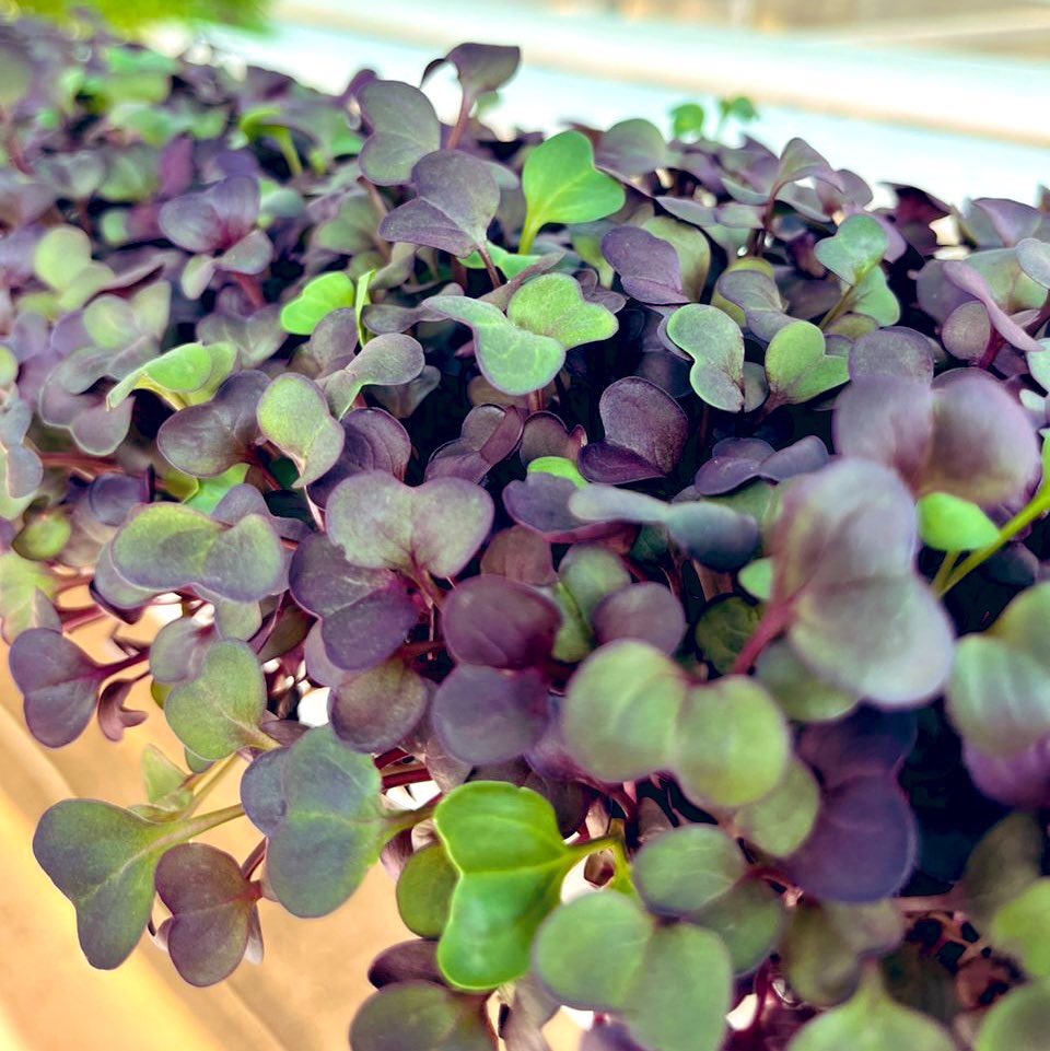 160hydrofarm's tweet photo. Calling all food lovers, healthy seekers, and flavor enthusiasts! Our radish microgreens are a must-try—packed with vitamins (A, C, and K), minerals, and antioxidants.
Elevate immunity with Vitamin C. Savor health, bite by bite! 🌱🥗 #MicrogreensMagic #HealthBoost https://t.co/f7f8rQBdjJ