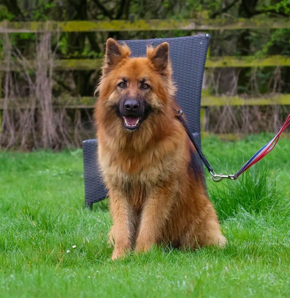 Please retweet to help Oakley find a home #NOTTINGHAMSHIRE #UK Nervous German Shepherd aged 3. He needs an experienced, adult home as the only pet, with someone that can build his confidence. Bought as a puppy in lockdown. DETAILS or APPLY👇 gsrelite.co.uk/oakley/