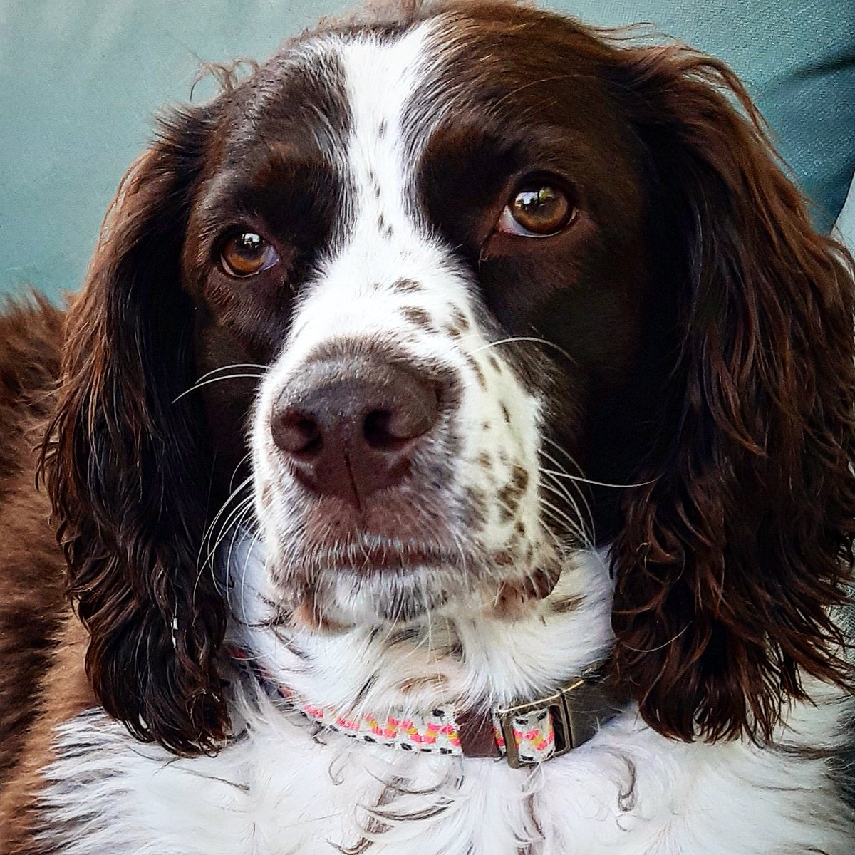 My sister's dog Birdie lookimg wise (she isn't)

#dog #dogs #dogsoftwitter