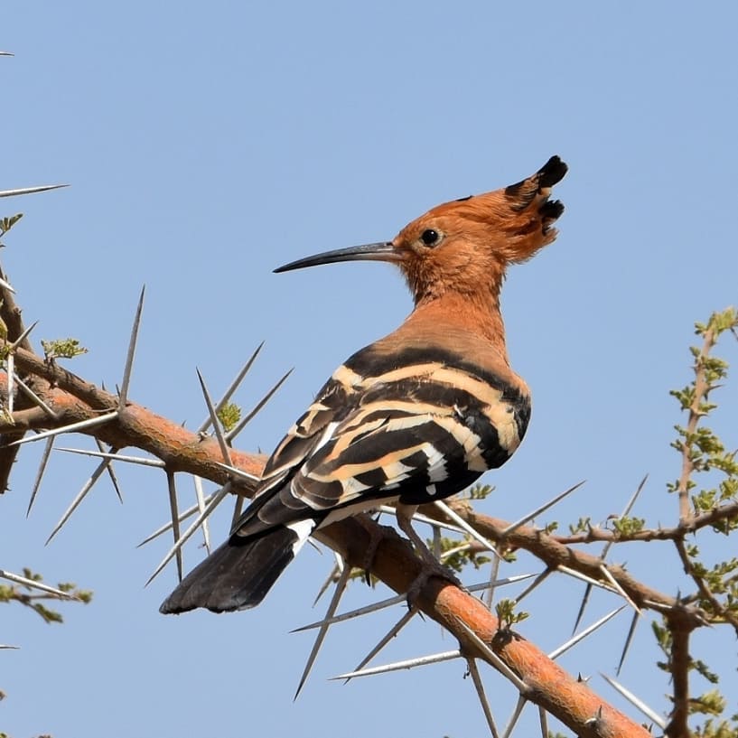 Exoticethiopian's tweet photo. Experiencing the diverse avian wonders of Ethiopia! Join us on a thrilling birdwatching adventure as we explore the vibrant habitats &amp; encounter some of the rarest birds in the world. 
#Birdwatching #VIsitEthiopia #BirdsOfEthiopia #BirdsSeenIn2023 #BookNow #Birds
@visiteth251 https://t.co/CFQlbbnbEa