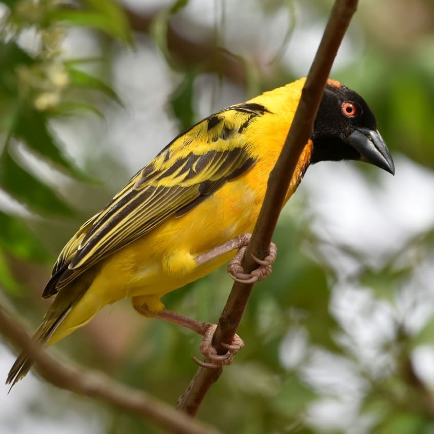 Exoticethiopian's tweet photo. Experiencing the diverse avian wonders of Ethiopia! Join us on a thrilling birdwatching adventure as we explore the vibrant habitats &amp; encounter some of the rarest birds in the world. 
#Birdwatching #VIsitEthiopia #BirdsOfEthiopia #BirdsSeenIn2023 #BookNow #Birds
@visiteth251 https://t.co/CFQlbbnbEa