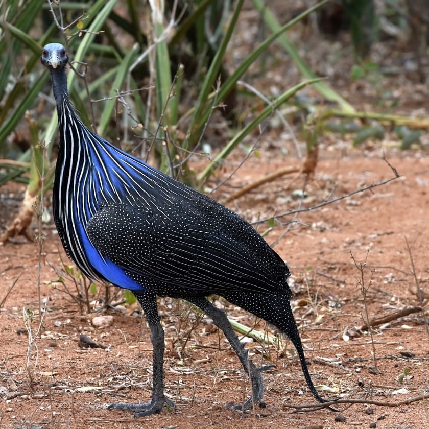 Exoticethiopian's tweet photo. Experiencing the diverse avian wonders of Ethiopia! Join us on a thrilling birdwatching adventure as we explore the vibrant habitats &amp; encounter some of the rarest birds in the world. 
#Birdwatching #VIsitEthiopia #BirdsOfEthiopia #BirdsSeenIn2023 #BookNow #Birds
@visiteth251 https://t.co/CFQlbbnbEa