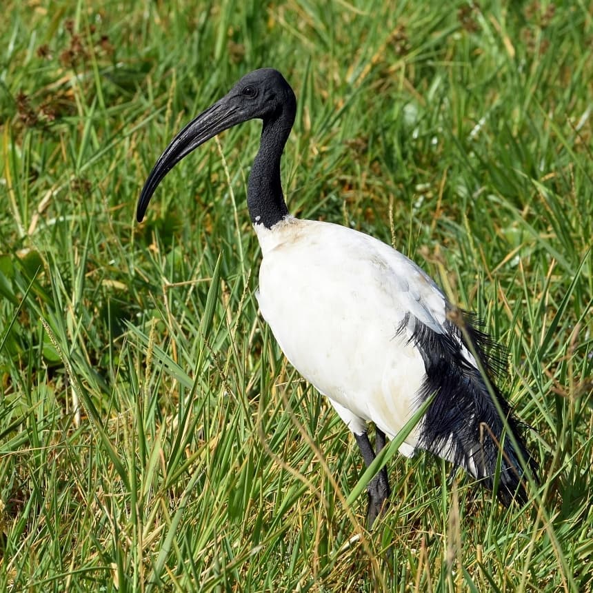 Exoticethiopian's tweet photo. Experiencing the diverse avian wonders of Ethiopia! Join us on a thrilling birdwatching adventure as we explore the vibrant habitats &amp; encounter some of the rarest birds in the world. 
#Birdwatching #VIsitEthiopia #BirdsOfEthiopia #BirdsSeenIn2023 #BookNow #Birds
@visiteth251 https://t.co/CFQlbbnbEa