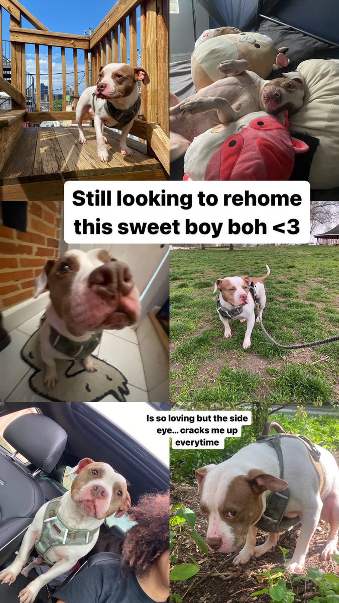 CicisPizza__'s tweet photo. He’s 7 years old and would prefer to not be in a home with cats but he’s the sweetest thing 🥹 https://t.co/N1ZqmhVwtW