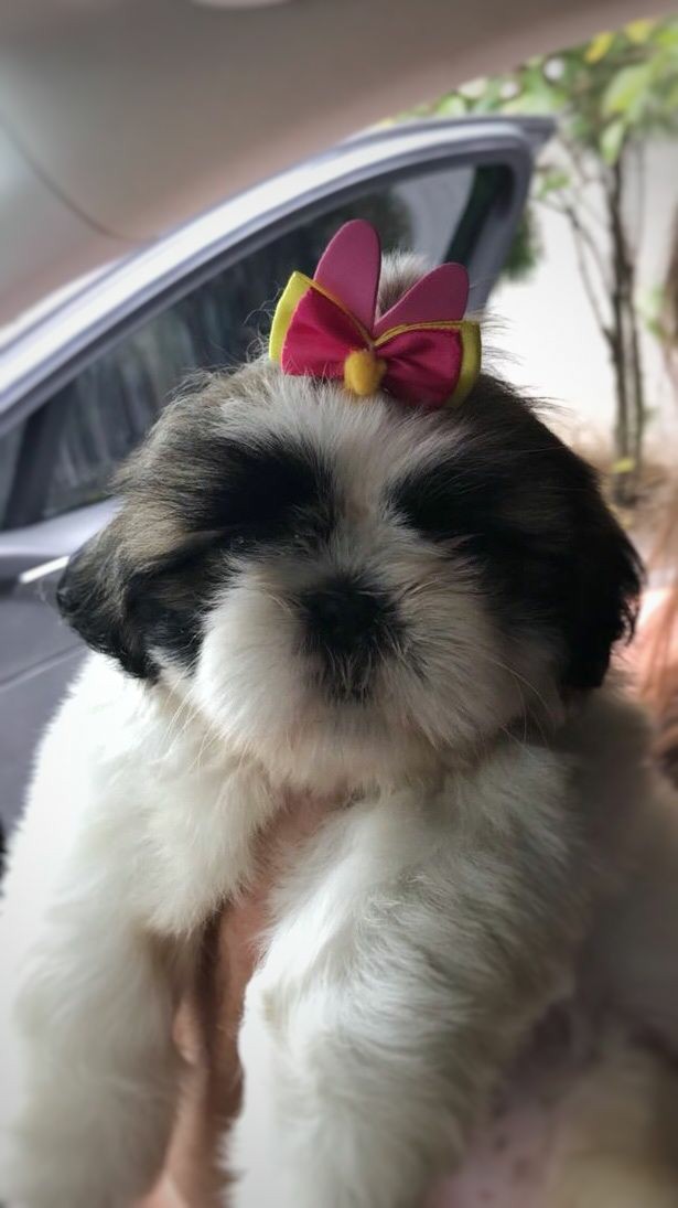 oioi gente!! Agora sou mamãe de petKKKKDKK, boas vindas a Kiara