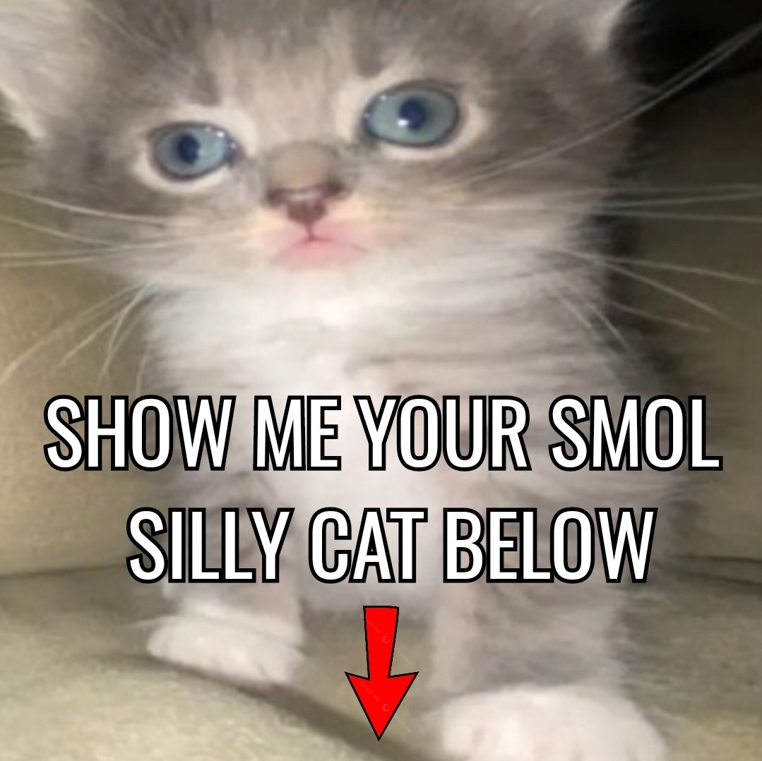 smol silly cat tweet media