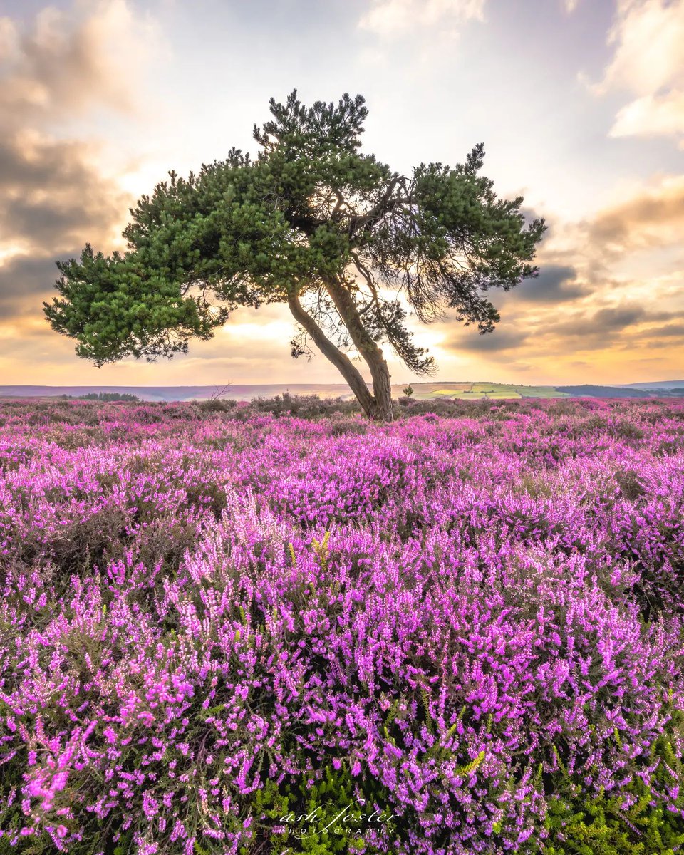 What a shot to end #WorldPhotographyDay on, no words are needed for how striking this capture is 😍 

We want to say a thank you to all the photographers that capture our National Park so beautifully, we apricate you guys 🙌 

📍 : Egton Bridge
📷 : @ash_foster_photography