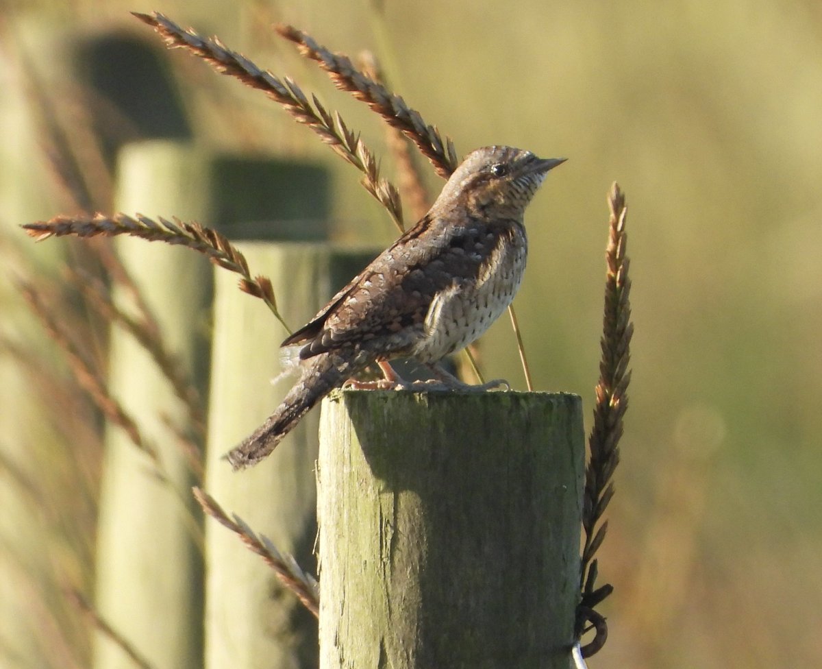 Some great birds over the last few days including a Wryneck this morning @spurnbirdobs #spurnbirds