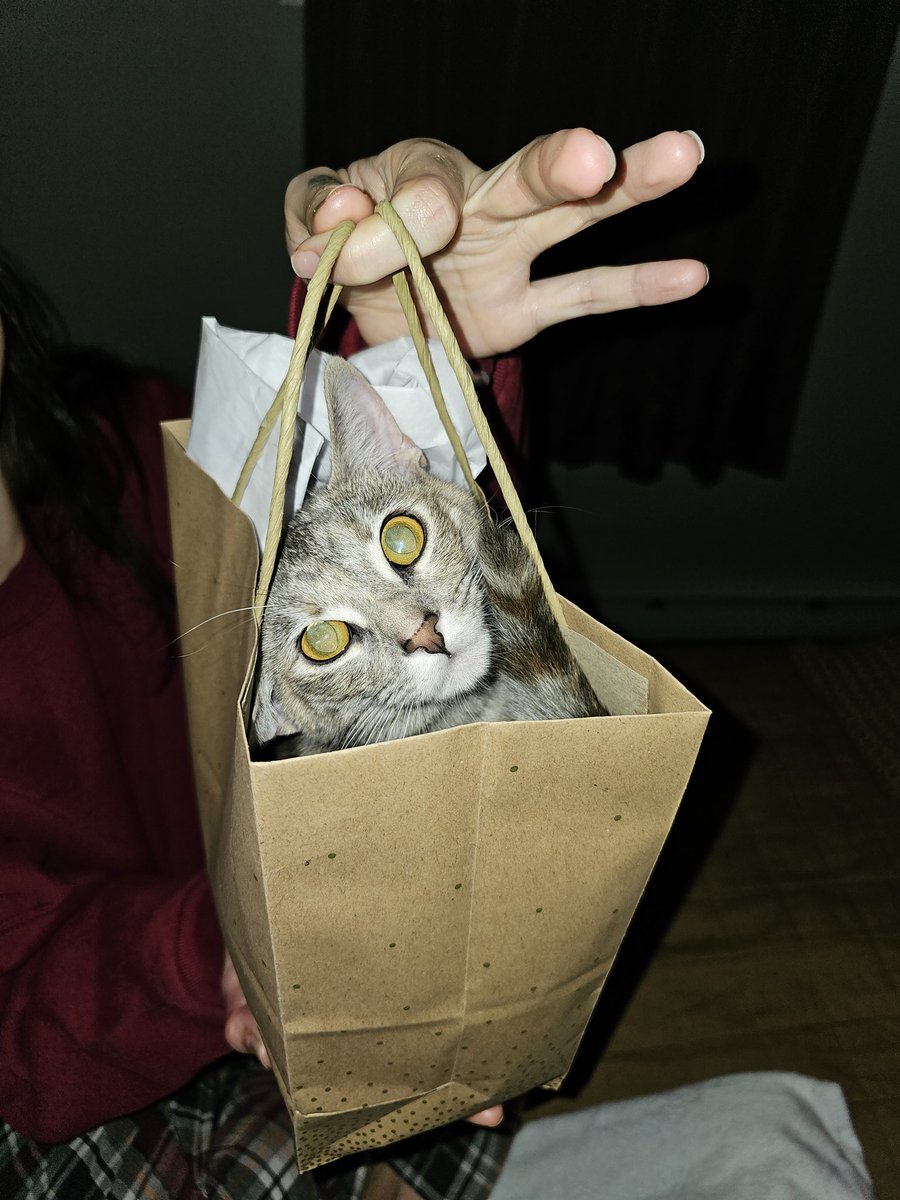 MckennaMakes's tweet photo. @Catsillyness https://t.co/NNVMwuDs8G