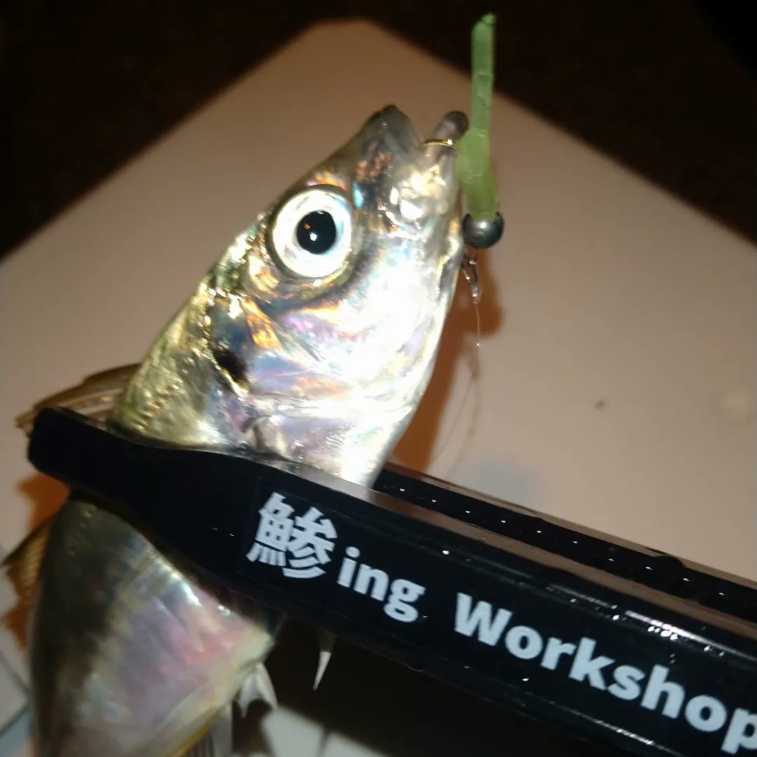 TAKO50827732's tweet image. 久々のアジ調査
@LEVEL6_toujima 
使用ワーム　#LEVEL6　#レベロク
Bスネイク25インチ
ケイムラスカッシュ