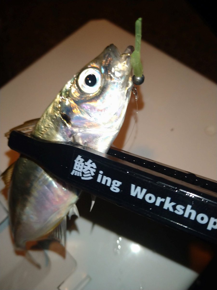 TAKO50827732's tweet image. 久々のアジ調査
@LEVEL6_toujima 
使用ワーム　#LEVEL6　#レベロク
Bスネイク25インチ
ケイムラスカッシュ