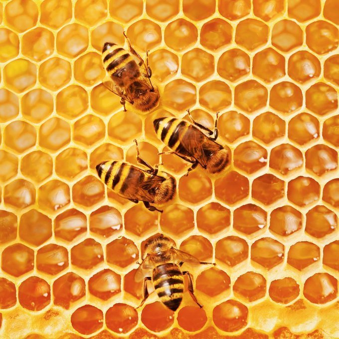FAO's tweet photo. Once we lose a species we have lost it forever!  😱

Our bees &amp; other pollinators are dying. Without them, we wouldn't have 75% of the 🌎 food! 

We need to protect our pollinators to preserve our biodiversity &amp; secure our future of food.

👉 https://t.co/hn8ZOPwmww

#HoneyBeeDay https://t.co/Vz3BtxySdQ