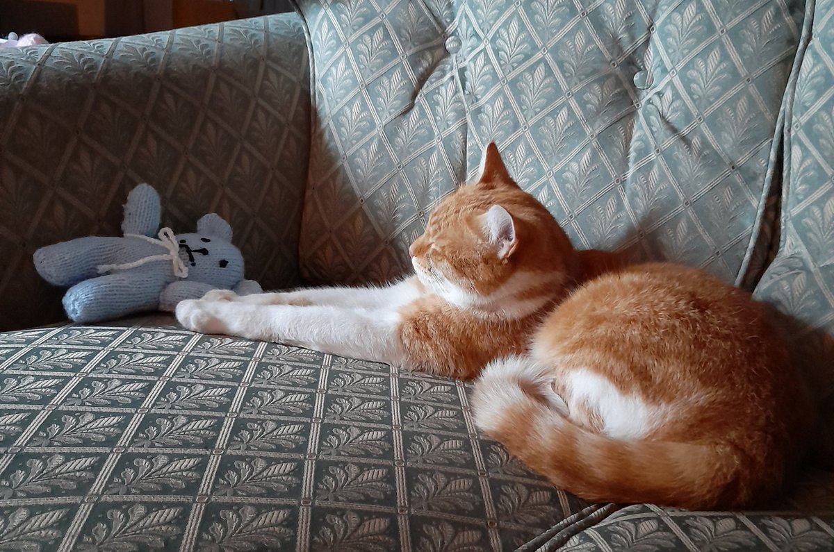 Rory chilling with his teddy, Rocky 🧸
#Caturday  #CaturdayMood