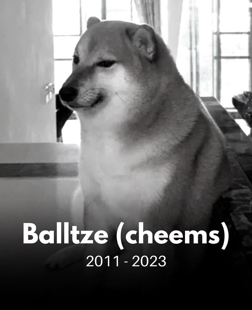 EPAHSAIUPT's tweet photo. Faleceu o famoso “Meme Dog” https://t.co/kpubZ6Ucf6