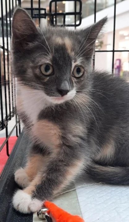 Похоже, потенциальная хозяйка Крошки просто слилась, ибо не отвечает.
Самарские, берите красоту такую.
Ей ещё нет двух месяцев. Ходит в лоток, сама себя развлекает игрушками, спит в укрытии. Кушает котёночий паштет и сухой корм для котят. Людей не беспокоит. Она классная 👍