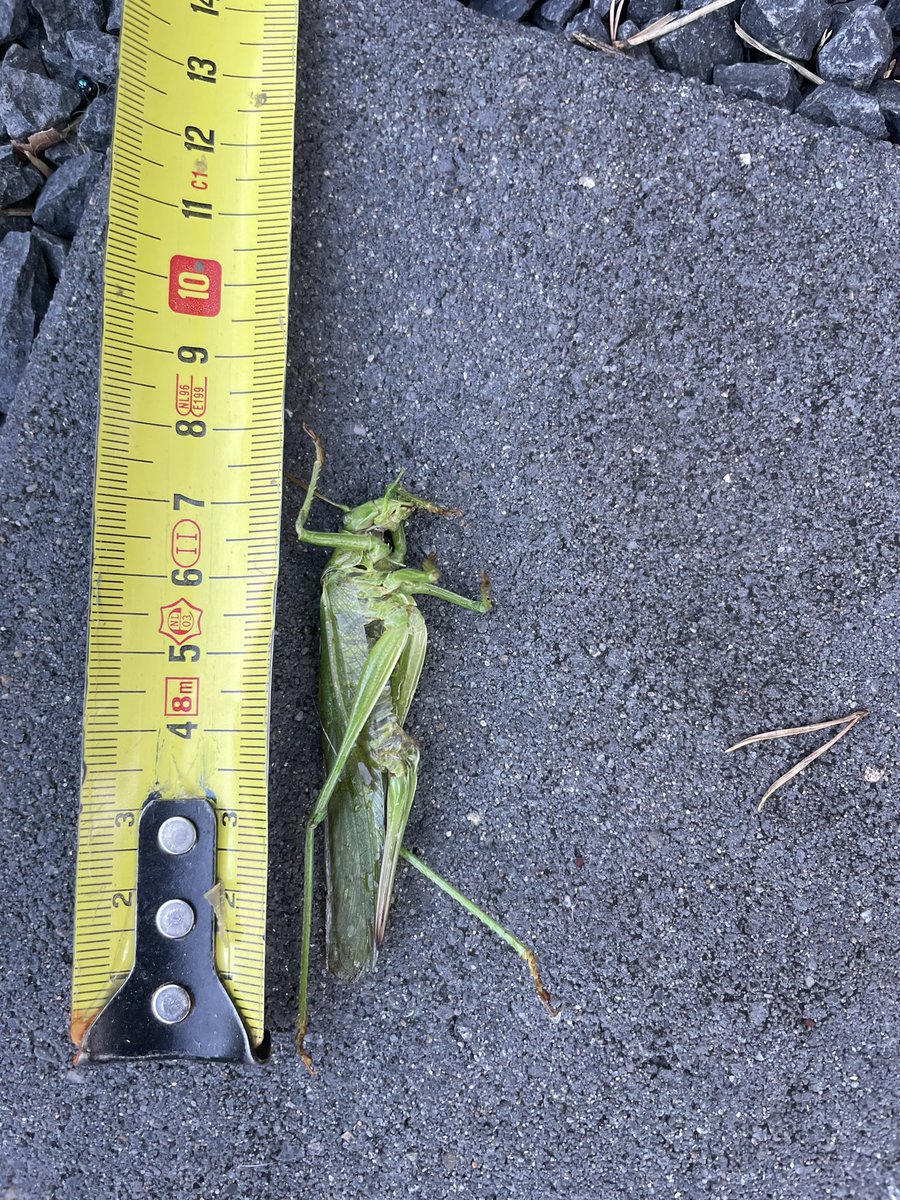 Sprinkhaan van 8cm in je tuin??? (NH)