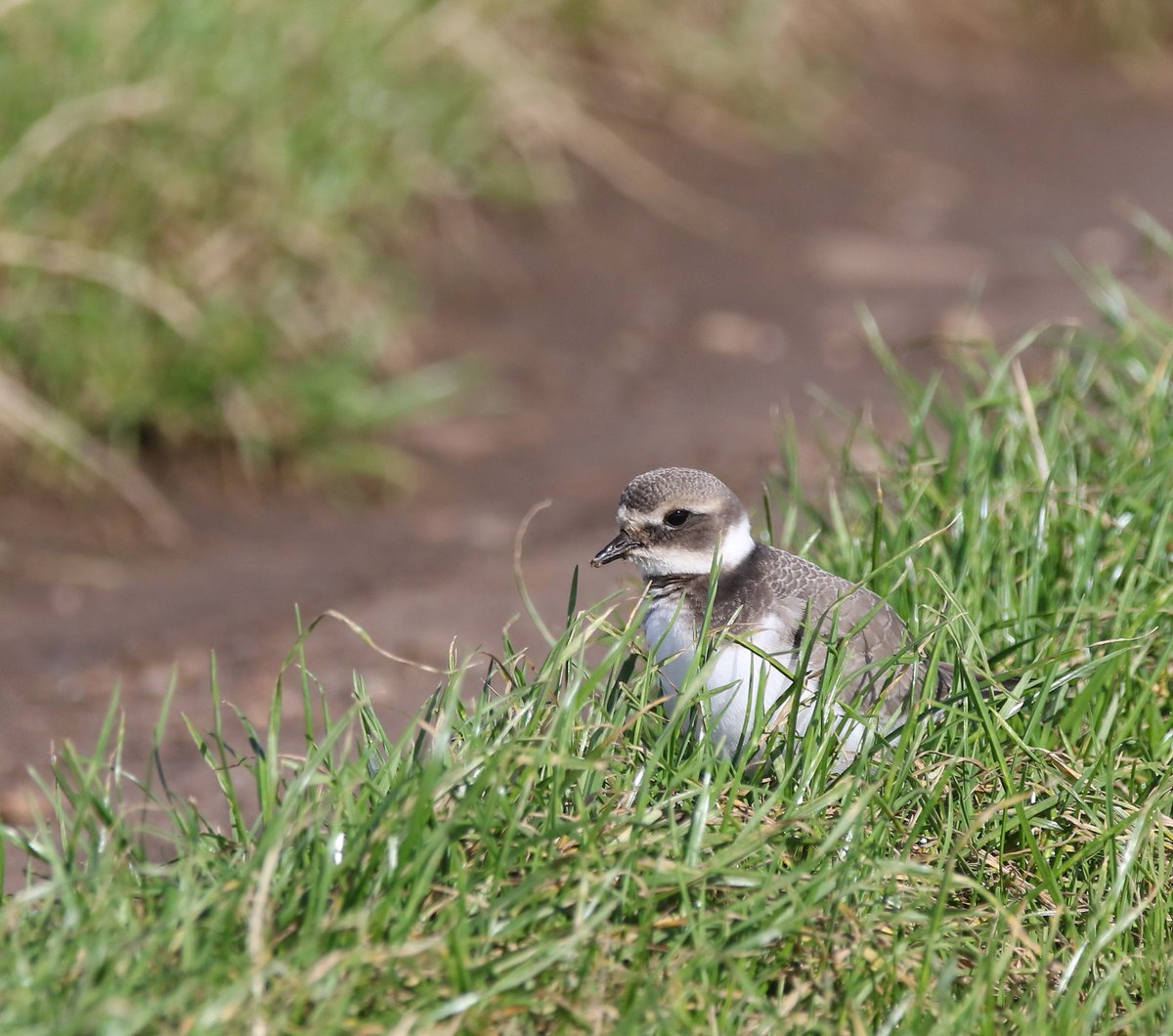 An approachable juvenile Ringed Plover from Seaham car boot field this morning <a href="/DurhamBirdClub/">Durham Bird Club</a> <a href="/waderquest/">Wader Quest</a> #birding #TwitterNaturePhotography #wildlifephotography
