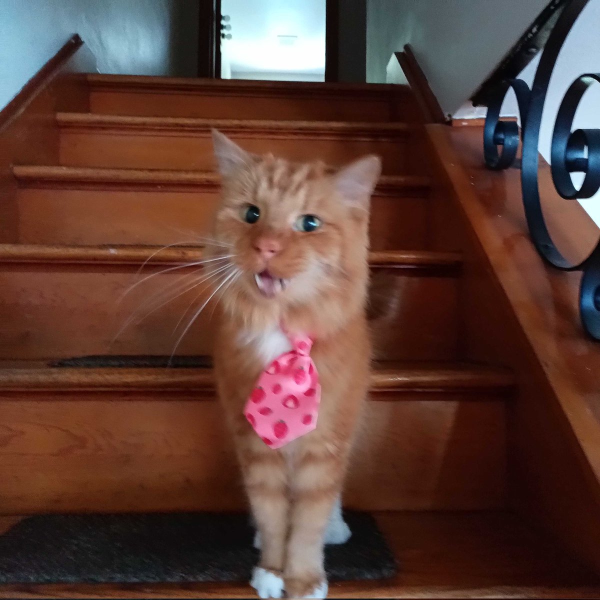 Bubbababy08's tweet photo. Hello Friends! I feel dapper today! 🍓
#cats
#CatsofTwittter 
#CatsOnTwitter https://t.co/cs6OUtDkrR