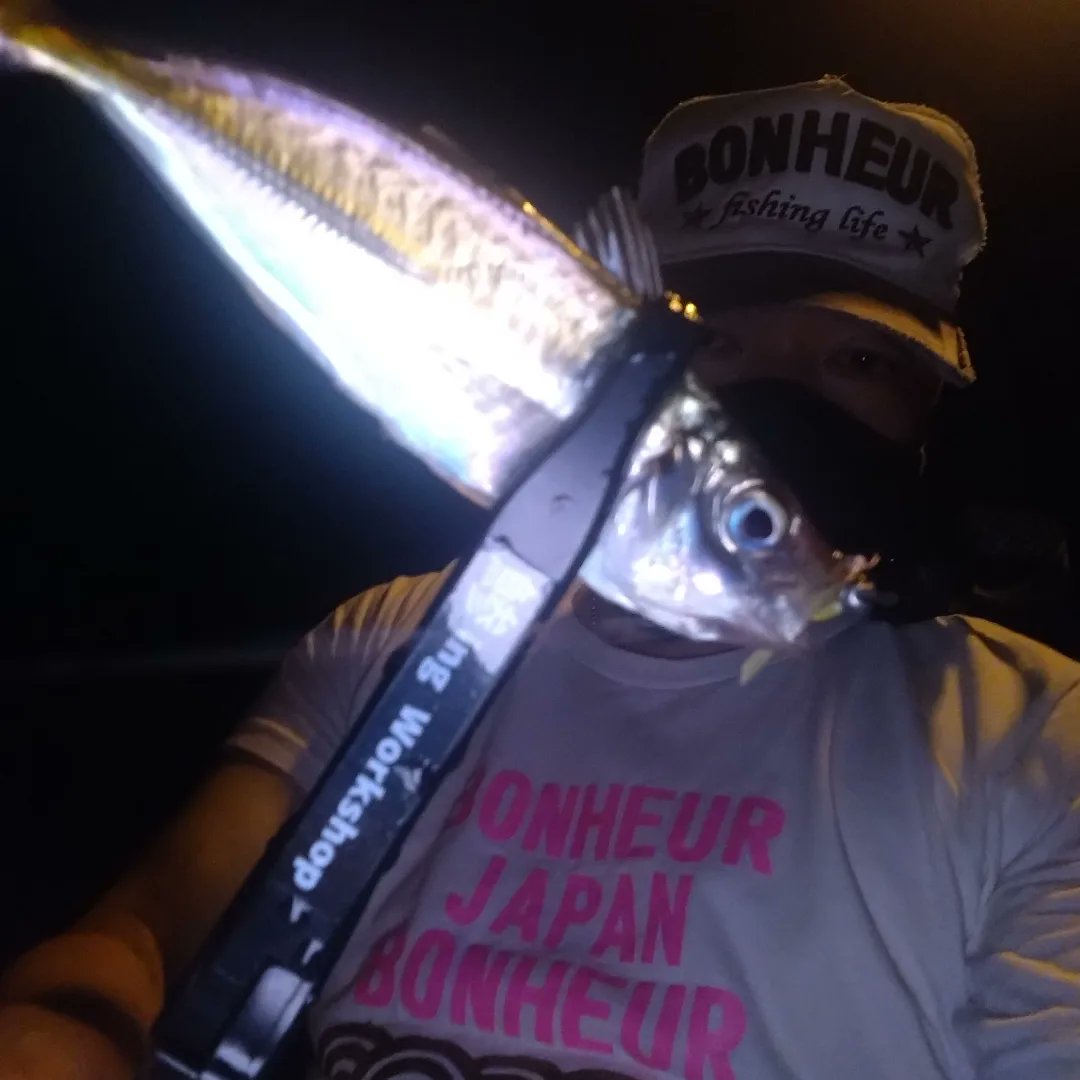 TAKO50827732's tweet image. 久々のアジ調査
使用ワーム
#LEVEL6　#レベロク
@bonheur_jp 
@LEVEL6_toujima