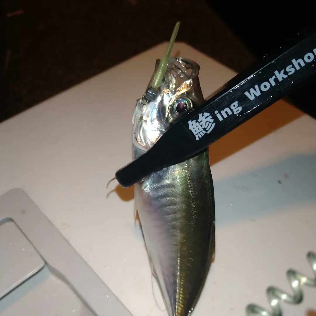 TAKO50827732's tweet image. 久々のアジ調査
使用ワーム
#LEVEL6　#レベロク
@bonheur_jp 
@LEVEL6_toujima