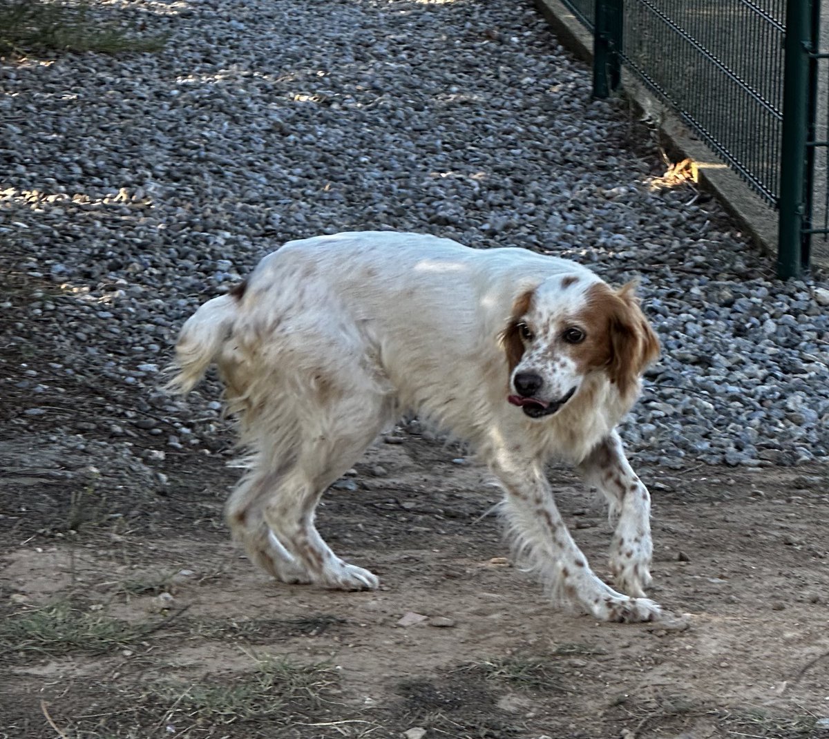made_b11's tweet photo. Twitwi on a besoin de toi
RT massif

Chienne épagneul trouvée dans l’Aude proche de Carcassonne
Pas tatouée, on ira demain à la spa voir si elle a une puce
Amaigrie et affamée
Très obéissante marche au pied, sociable chien chat https://t.co/1x5FDC6xgQ