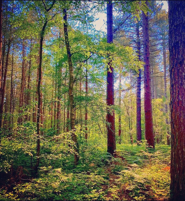 TheKateEscapes's tweet photo. Scattered With Sunlight
#Forest
#ForestryUK
#Trees
#Nature
#Green
#photography
#Summer https://t.co/Nvdu3eV9Ez