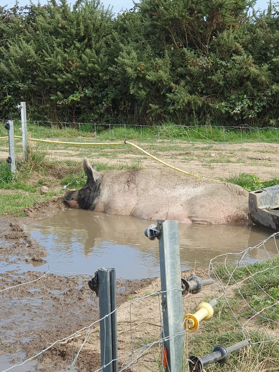 Holly having a late morning wallow