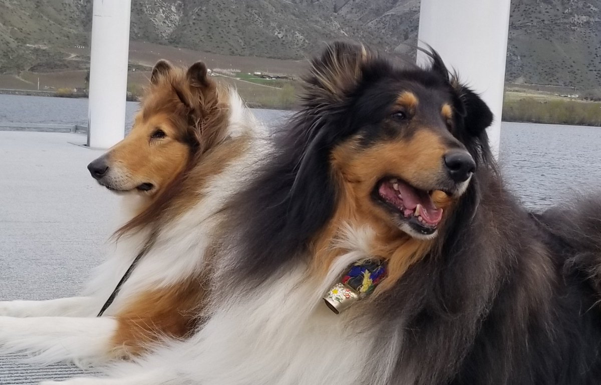 skywatcher789's tweet photo. In honor of Albert Payson Terhune and to celebrate The Collie Gathering At Sunnybank....wish we were there...#roughcollies #dogs #dogsoftwitter #sunnybank #albertpaysonterhune #collies #colliegathering https://t.co/BkwMuInqeT