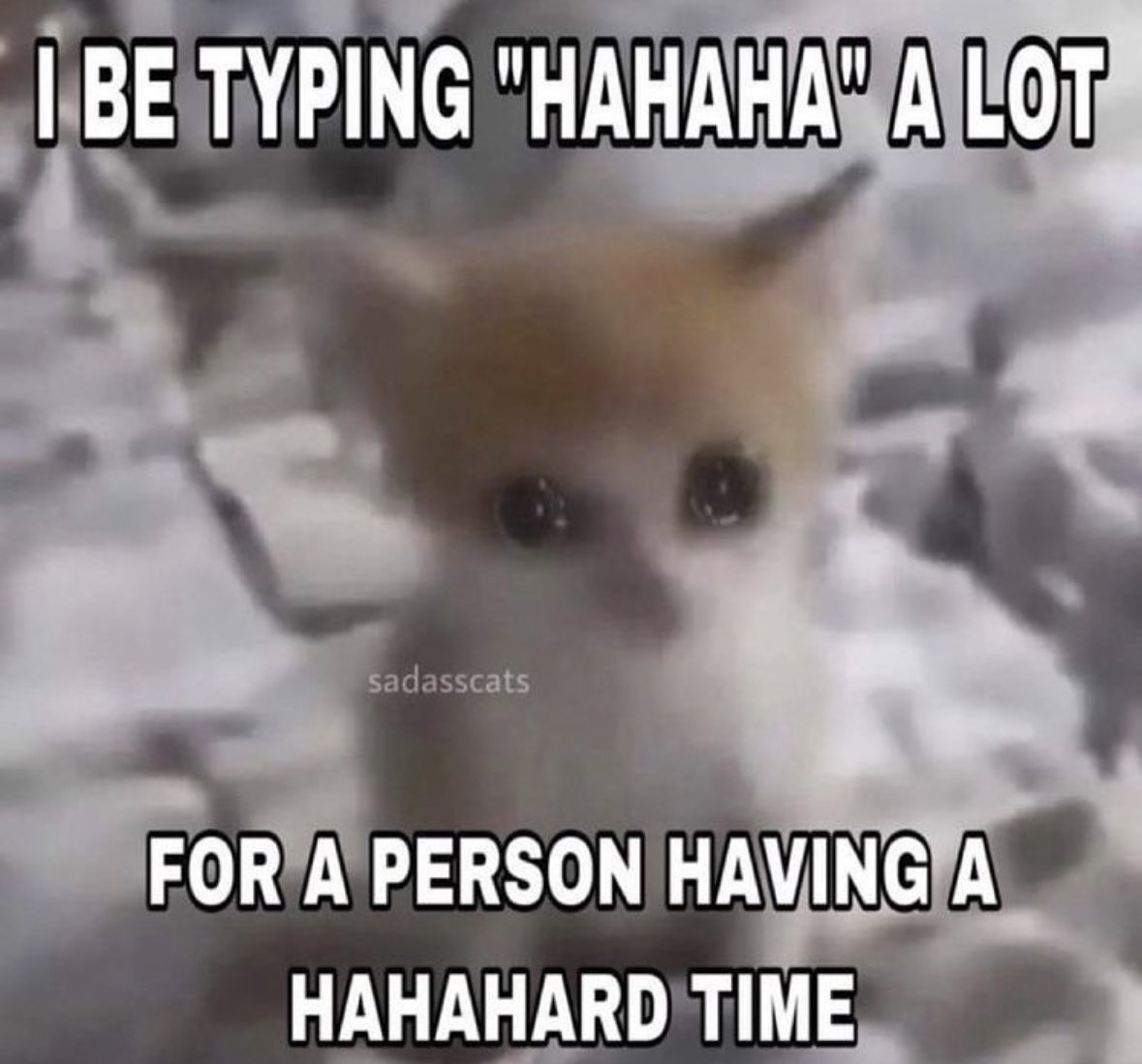 LiterallyMeCats (@literallymecats) on Twitter photo 