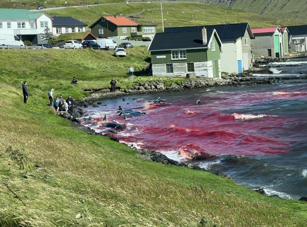 Seasaver's tweet photo. After a reportedly botched attempt at tagging, a further estimated eight pilot whales were cruelly butchered in the Faroe Islands today.

Casual slaughter of EU/UK protected cetaceans comes so easily to these archaic thinkers.

(9th Faroe hunt of 2023. Total cetaceans killed in the archipelago to +-850). https://t.co/SRMnQIj9Li #DontVisitFaroe