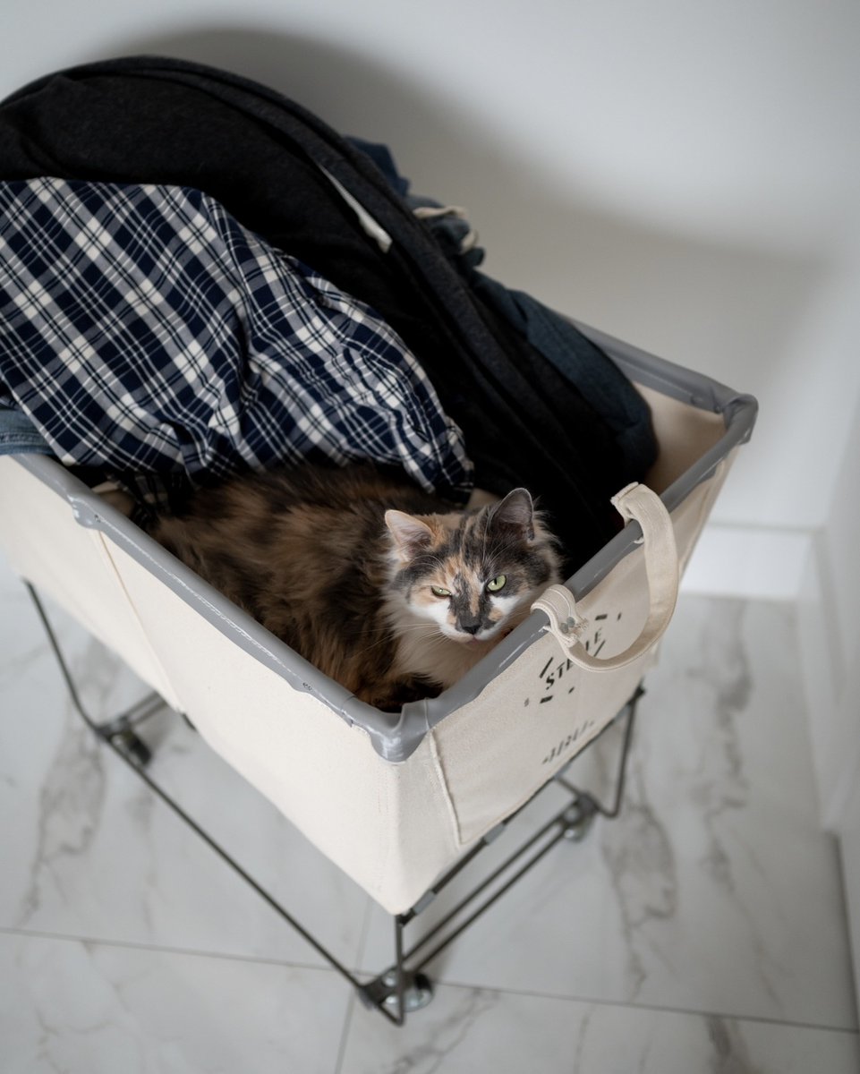rawrycat's tweet photo. Does your cat love to “help” with the laundry? 🫧🧺🫧 https://t.co/cuxwXHQdYR