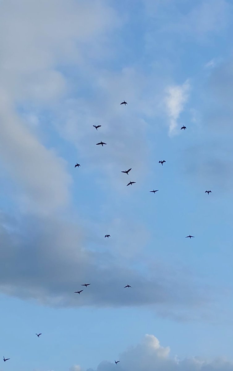 Madhumathi_Inks's tweet photo. #EternalLoveForNature 
#FramingMomentsLeavingHeartprints
Grateful to Nature for being my close-to-heart muse. Anchor. Hope. Joy. Healing. My home.
📷 ❤
#WorldPhotographyDay #Monents #NaturePhotography #photographylovers #BlueSkies #Clouds #SkyPhotography #Birds #Trees #Greenery https://t.co/yArxgnmbAb