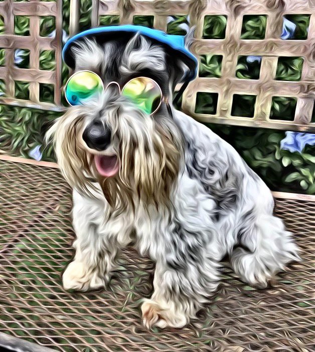 Having a great day at Von Baron Schnauzers