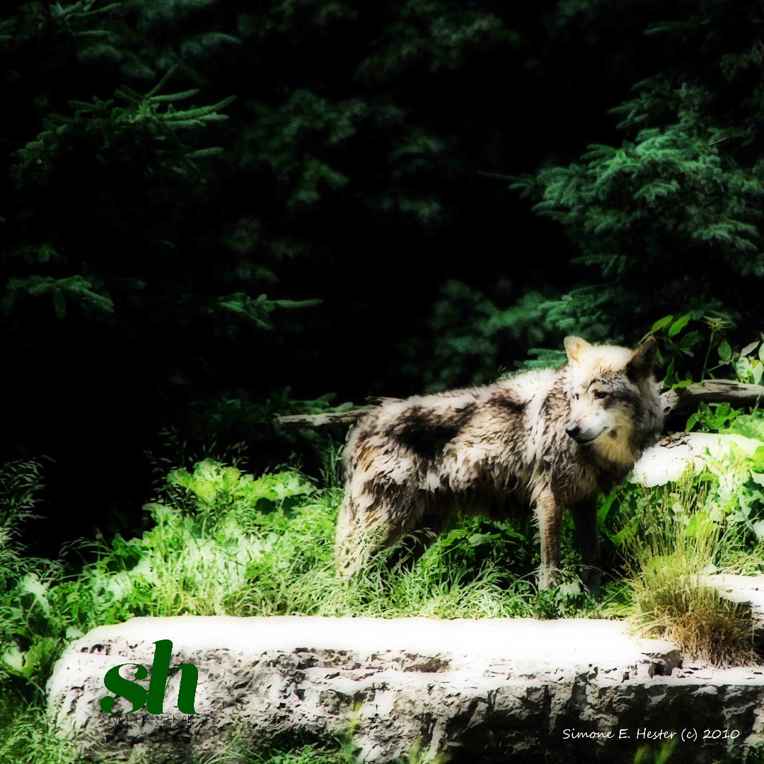 It's sometimes hard to believe that I've been using photography as one of my mediums of choice for over 13 years. But fell in love with it. Especially the creative, digital art side (using Photoshop as my paintbrush), creating something special. #wildlifephotography #wolf