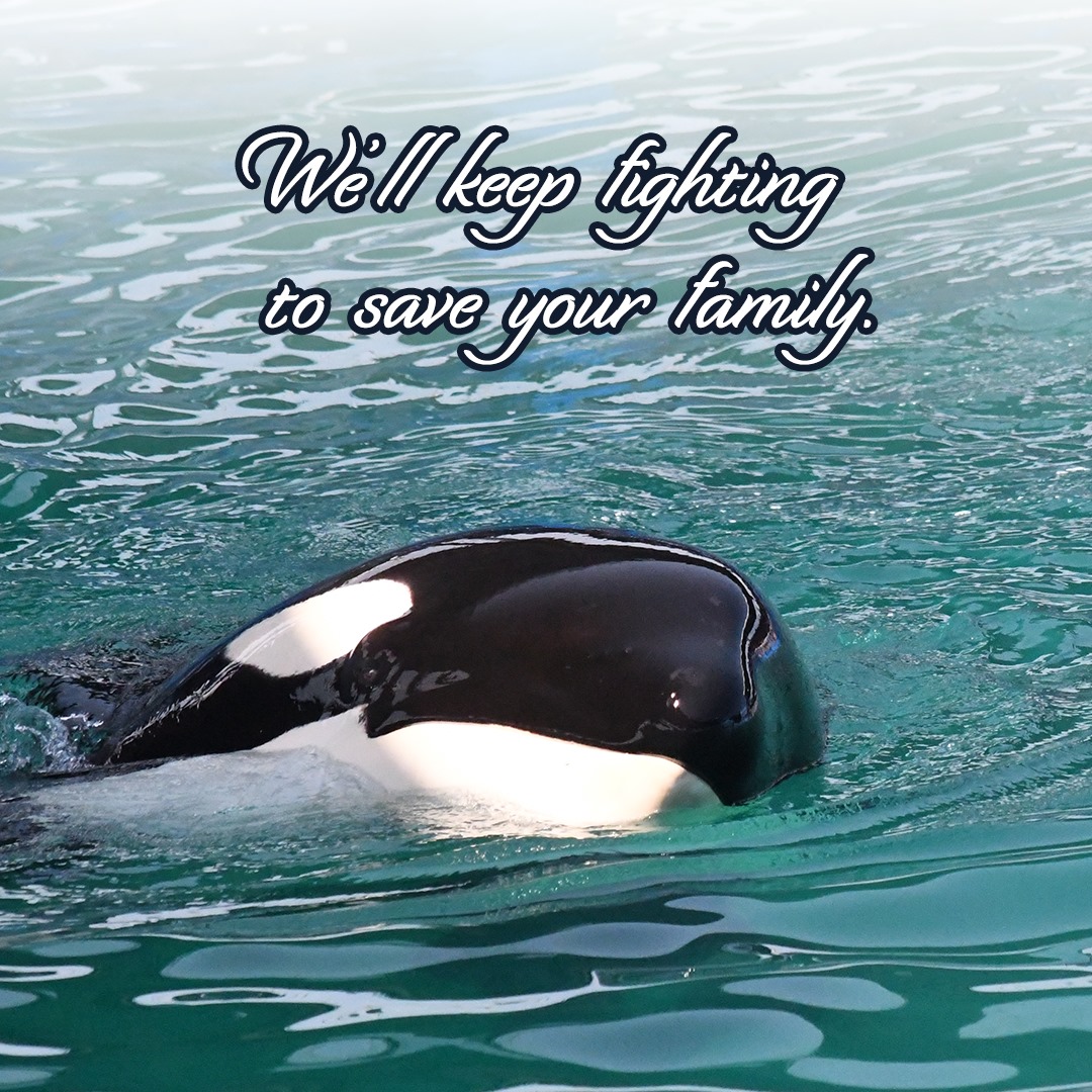 RIP Sk'aliCh'elh-tenaut (Tokitae/Toki/Lolita). Our hearts are broken, but our will is strengthened - please channel your grief into action. Demand that Biden breach the LSRD to feed Toki's family NOW #RIPToki #RIPTokitae #RIPLolita #emptythetanks #freethesnake #breachthedams