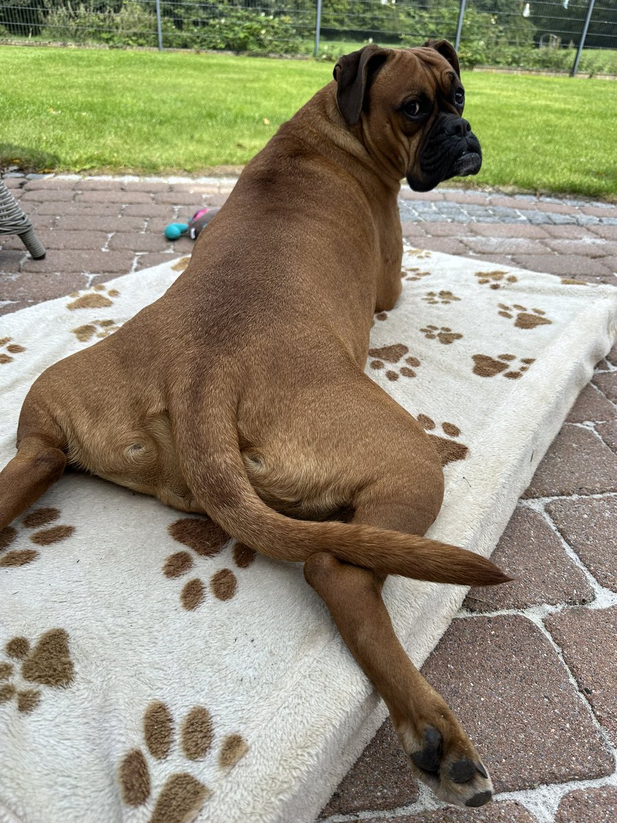 Was? Ist mir zu warm. Bleibe einfach hier liegen…