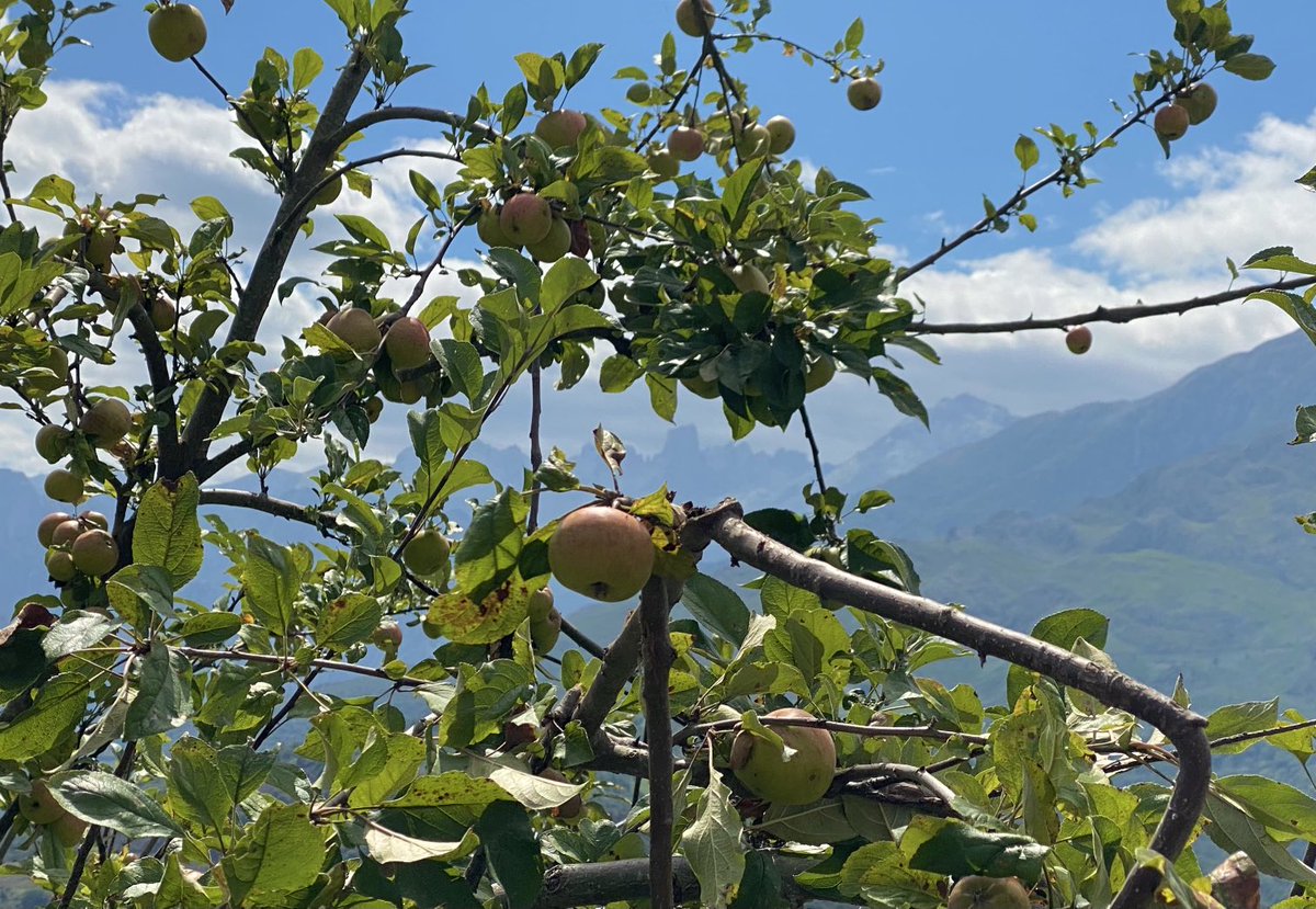 MrcdsSanchez's tweet photo. … hoy un #apple jack de @MalditoGamesES, aunque con un naranjo de Bulnes al fondo, eso sí 😉 … #applejack #malditogames #boardgames #juegosdemesa #devacas #veranojugon https://t.co/1eHMj13mp0