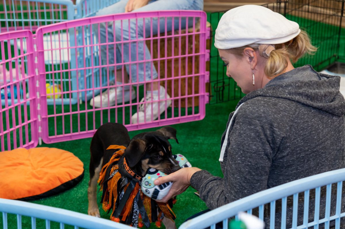 AutoShowMiami's tweet image. It doesn't get more adorable than this! How PAW-some is it that Subaru Loves Pets will be returning to this year's #MIAS? 🤩

🔥 Join us Sept. 1st-10th at the Miami Beach Convention Center! Tickets available at miamiautoshows.com, link in bio!🔗

#Miami #MiamiAutoShow