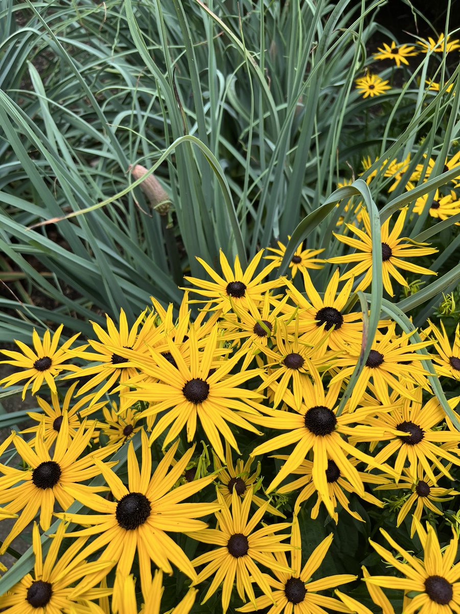 This combo did a lot for me. @rbgedinburgh as a member of the new @the_rhs #Filipendula #plant trial this week, I spotted #Rudbeckia 'Goldsturm' #flowering against the choice #grey #foliage of #Kniphofia caulescens in the #Herbaceous Border. #iplantsgarden addition. #follow