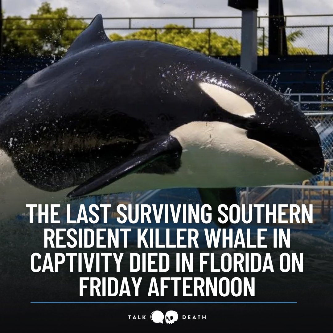 Tokitae, also known as Lolita or Sk’aliCh’elh-tenaut, the last surviving southern resident killer whale in captivity, died in Florida on Friday afternoon, the Miami Seaquarium said.