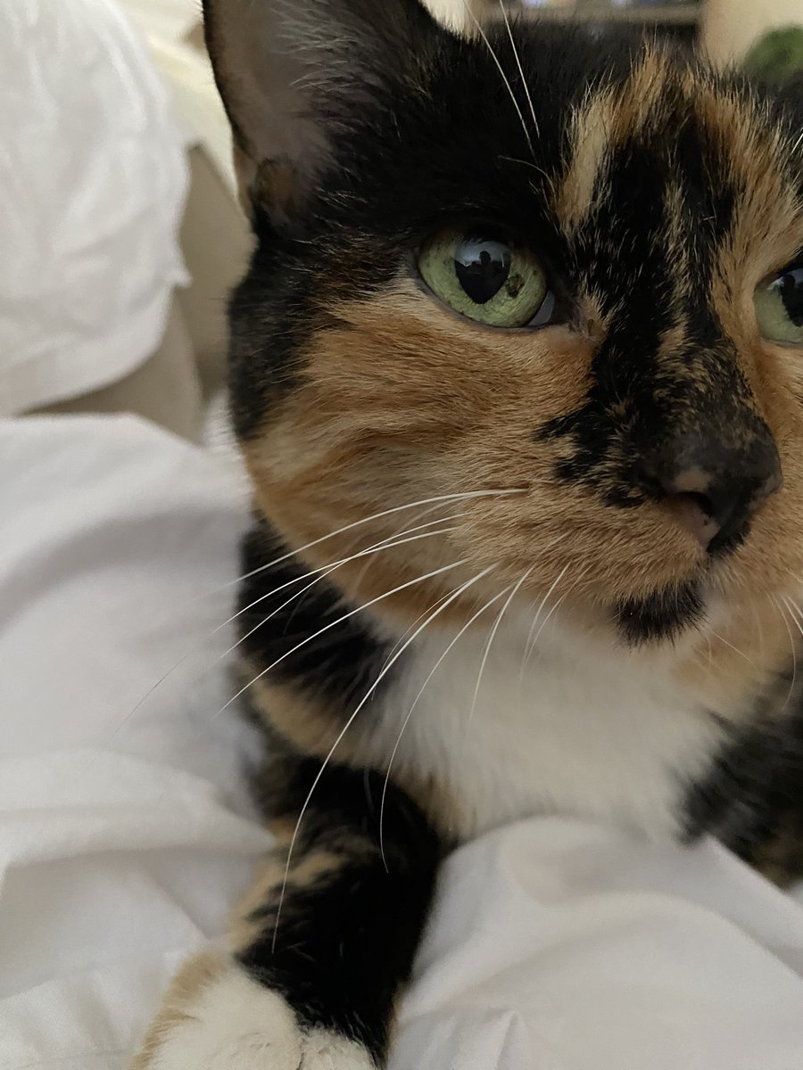 I’m so grateful that my cat has been with me all theses years! I know my time is limited so I make every moment count! She’s been a joy in my life when times have been extremely difficult and I will never take her for granted! She speaks to me…..and boy do I listen!